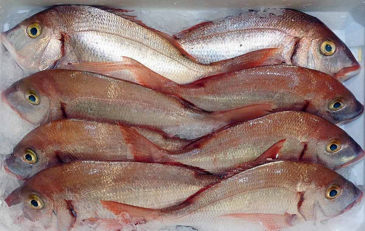 Pagello fragolino pescato Italia - Pescheria Ferroni | Milano