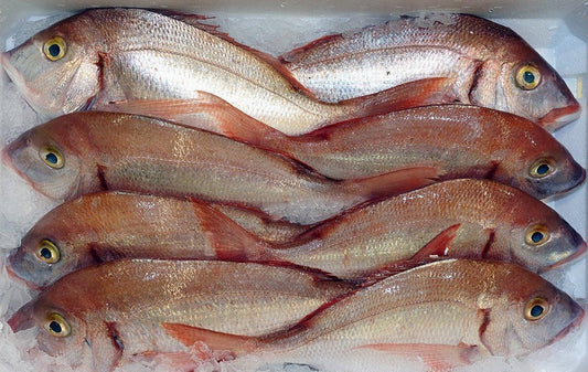 Pagello fragolino pescato Italia - Pescheria Ferroni | Milano