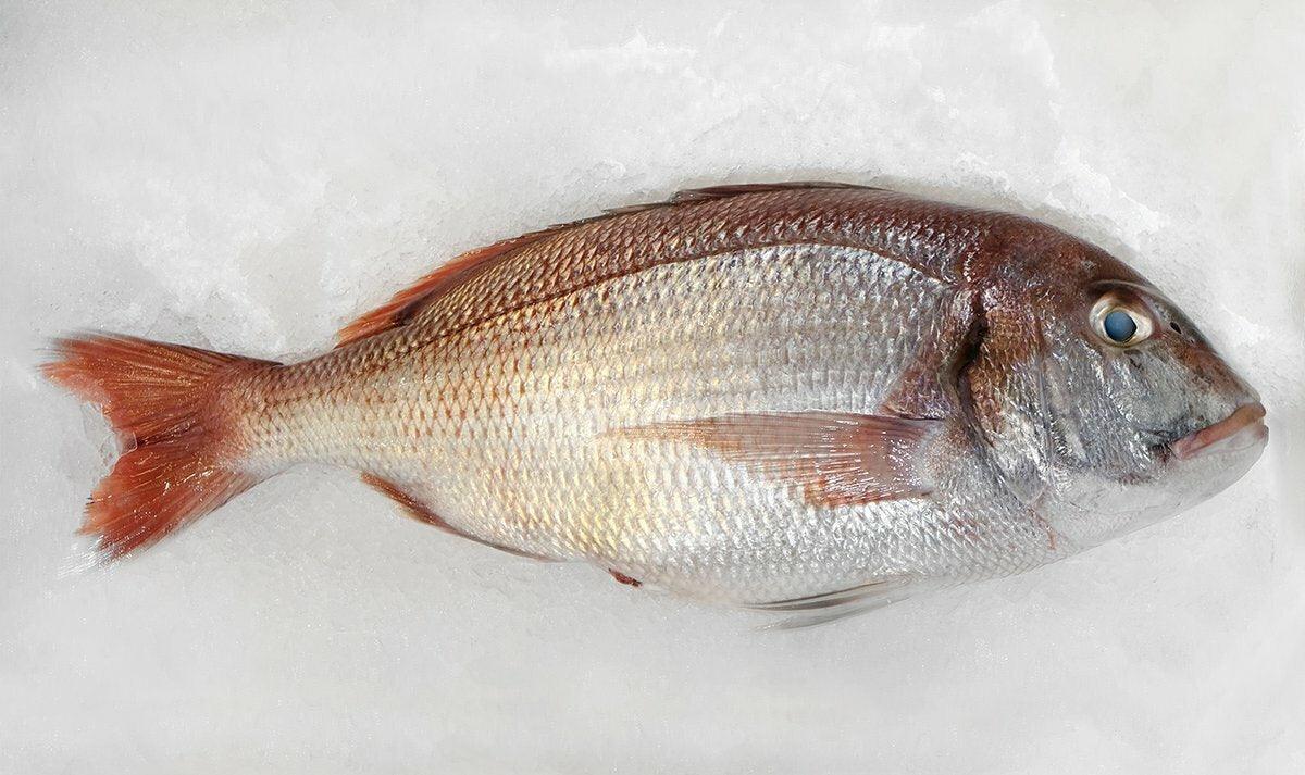 Pagro atlantico - Pescheria Ferroni | Milano