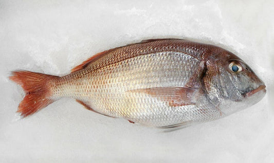 Pagro atlantico - Pescheria Ferroni | Milano