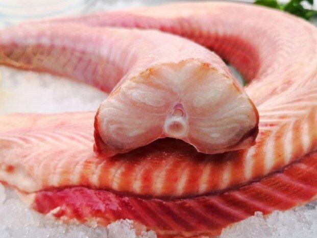 Palombo nord atlantico - Pescheria Ferroni | Milano