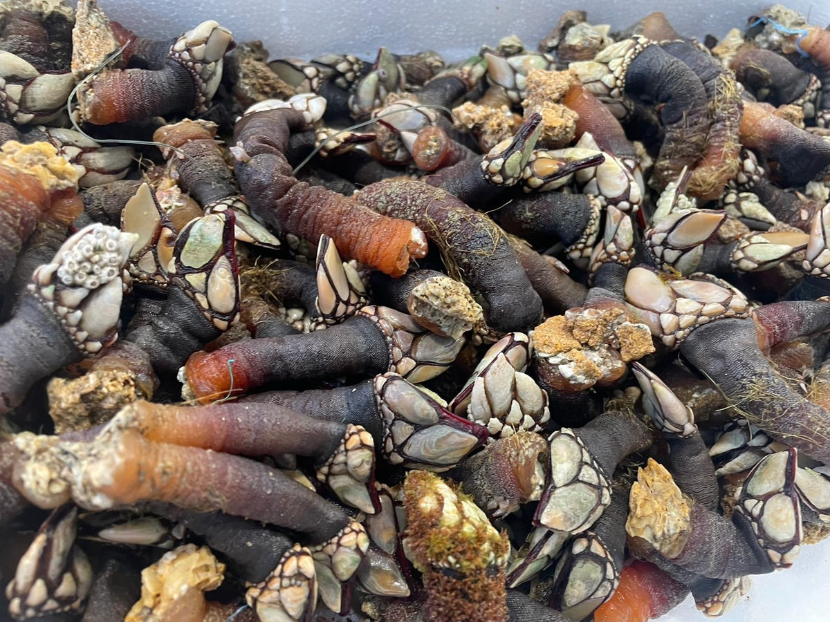 Percebes atlantiche fresche