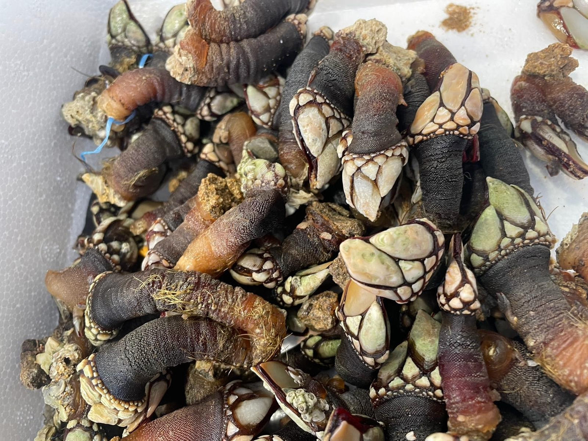 Percebes atlantiche fresche