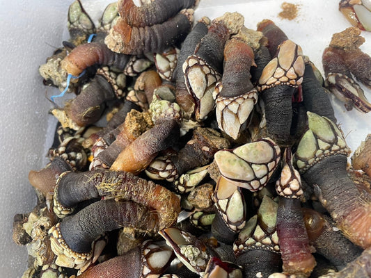 Percebes atlantiche fresche