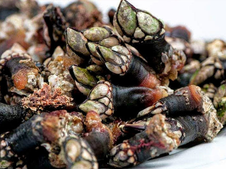 Percebes atlantiche fresche