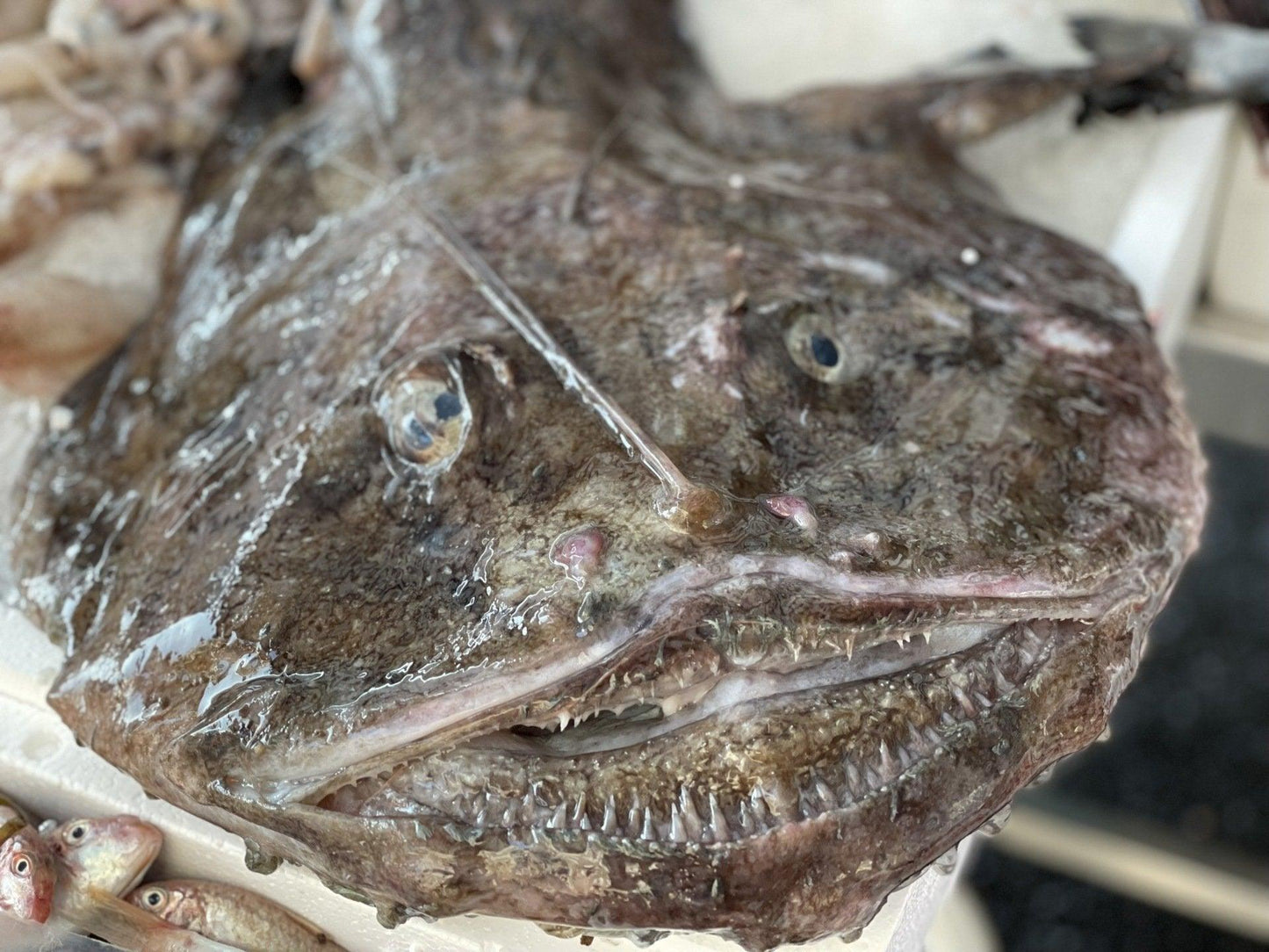 Rana pescatrice italiana - Pescheria Ferroni | Milano