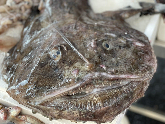 Rana pescatrice italiana - Pescheria Ferroni | Milano