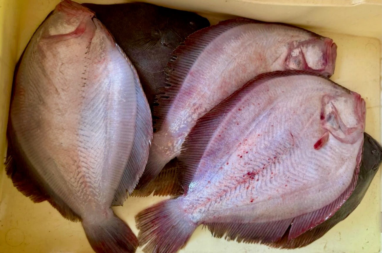 Rombo Suazo mediterraneo - Pescheria Ferroni | Milano