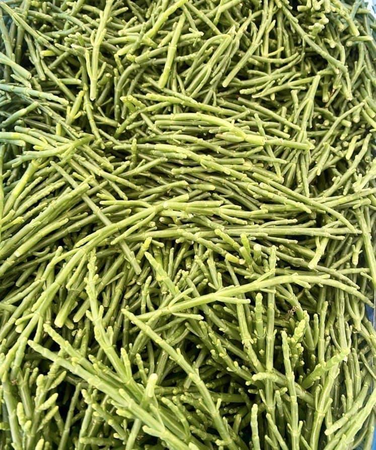 Salicornia - Pescheria Ferroni | Milano