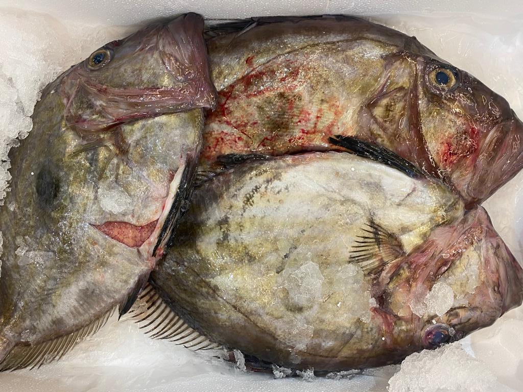 San Pietro pescato Italia - Pescheria Ferroni | Milano