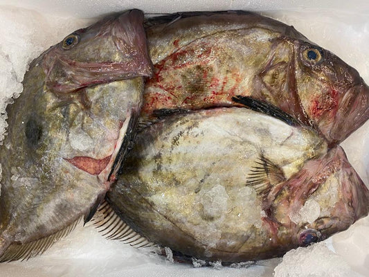 San Pietro pescato Italia - Pescheria Ferroni | Milano