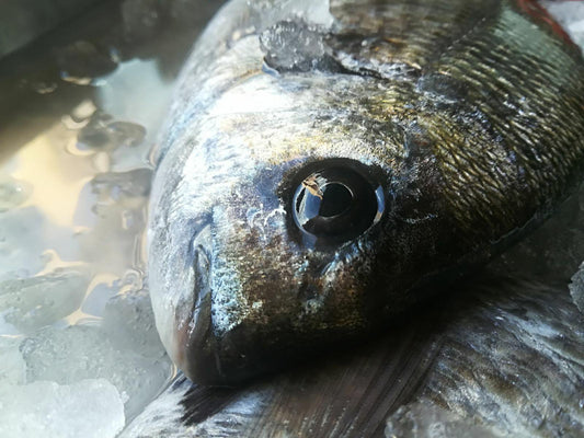 Sarago pescato all'amo Italia - Pescheria Ferroni | Milano