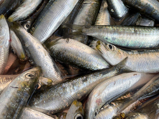 Sarde del mediterraneo - Pescheria Ferroni | Milano