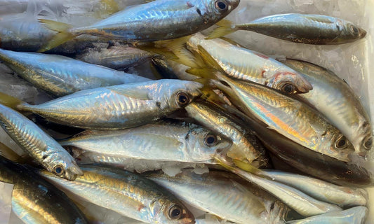 Sauro bianco Italia - Pescheria Ferroni | Milano