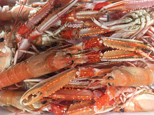 Scampi L2 San Benedetto del Tronto Italia - Pescheria Ferroni | Milano