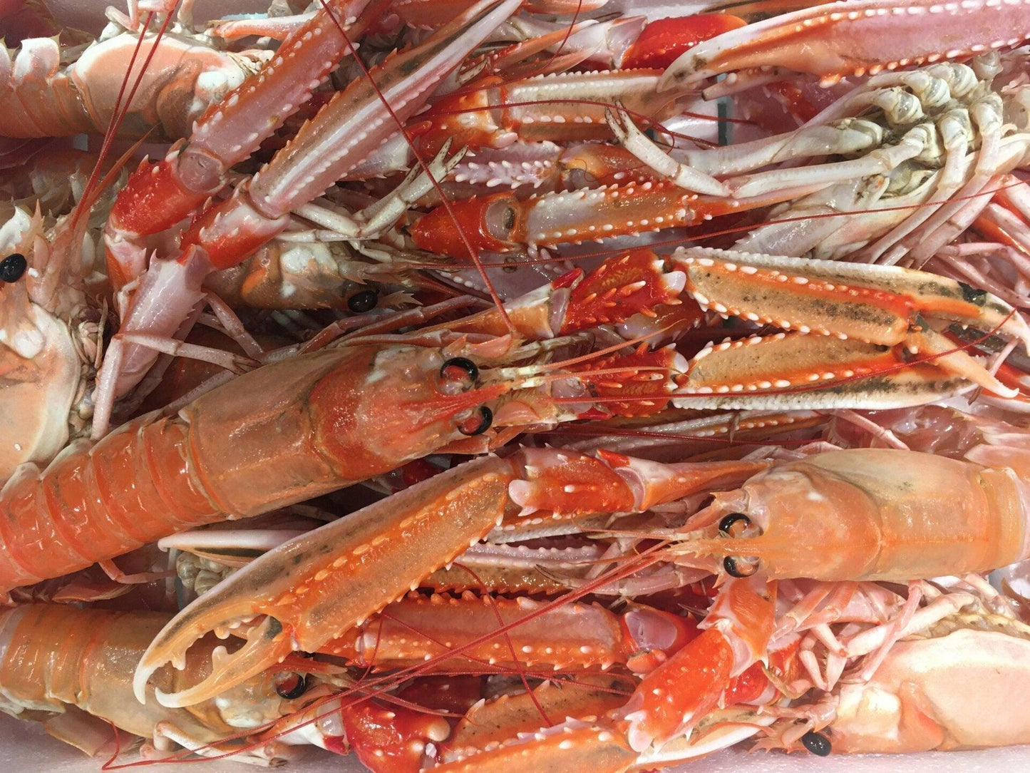 Scampi L3 San Benedetto del Tronto Italia - Pescheria Ferroni | Milano