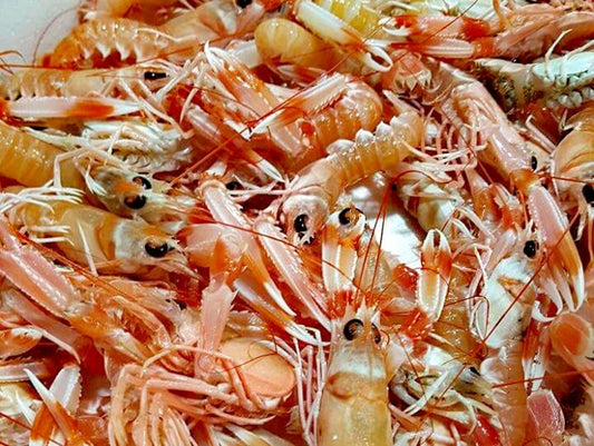 Scampi del mediterraneo L3