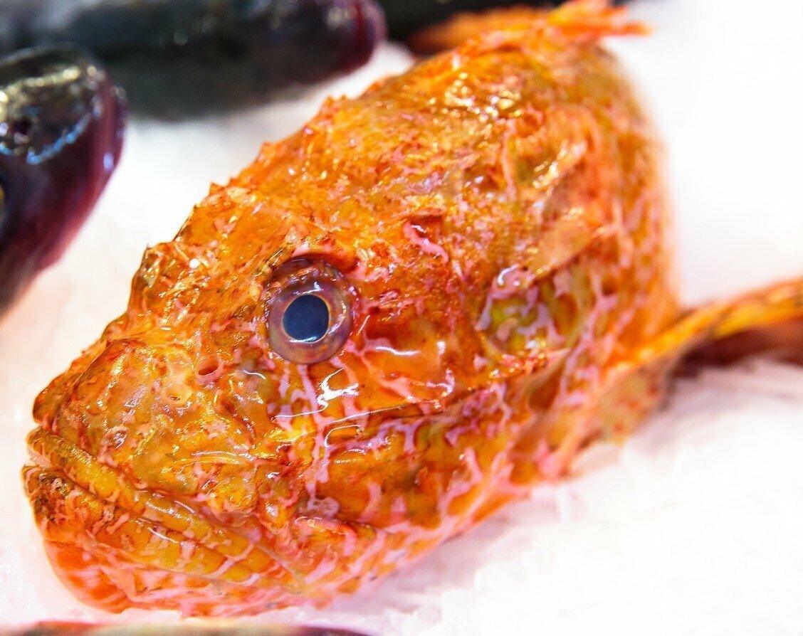 Scorfano atlantico - Pescheria Ferroni | Milano