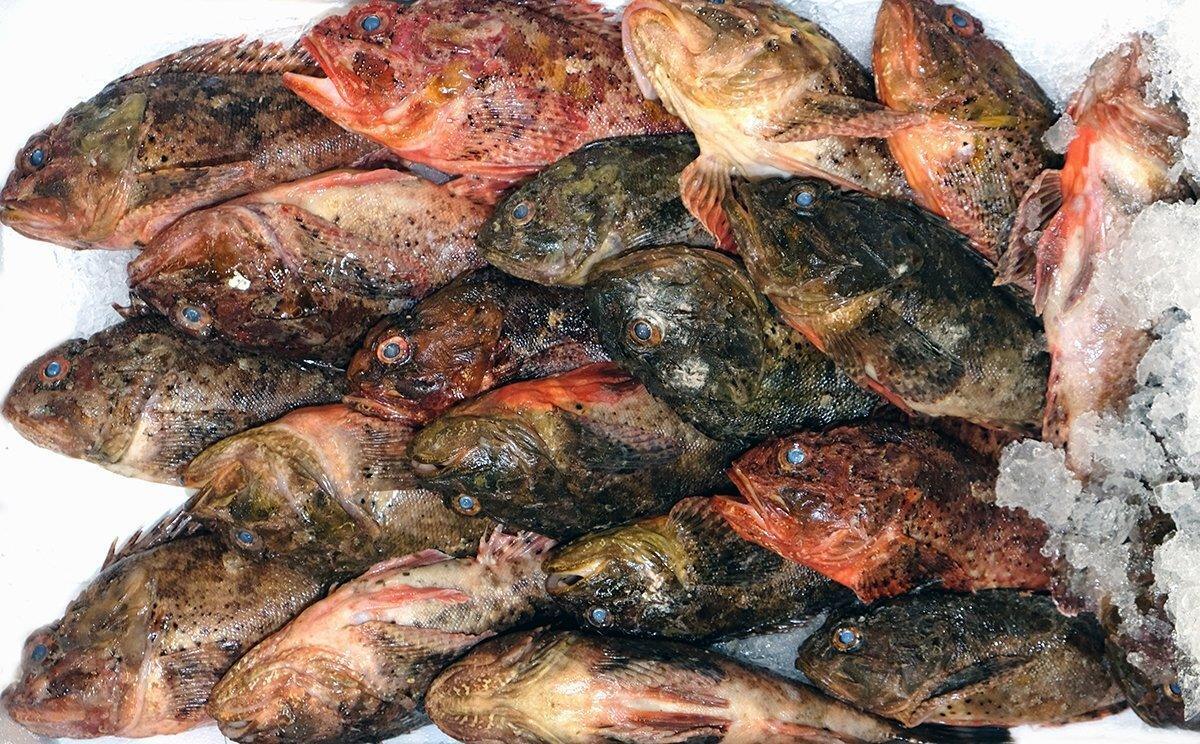 Scorfano nero mediterraneo - Pescheria Ferroni | Milano