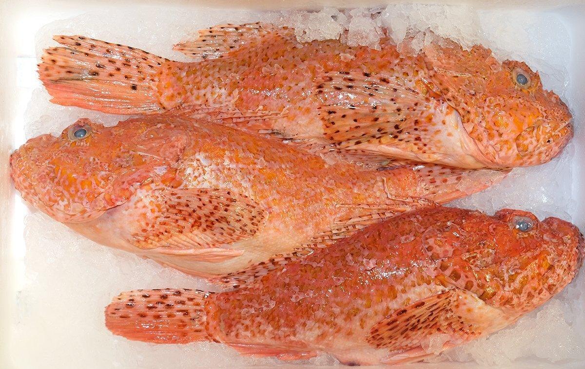 Scorfano rosso mediterraneo - Pescheria Ferroni | Milano