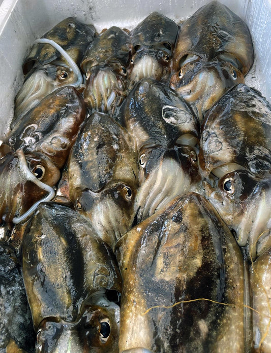 seppia-nera-italiana-pescheria-ferroni