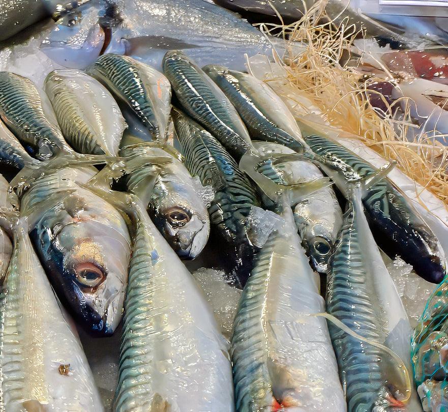 Sgombro atlantico - Pescheria Ferroni | Milano