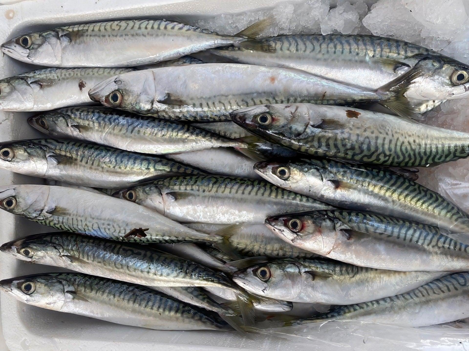 Sgombro italiano - Pescheria Ferroni | Milano