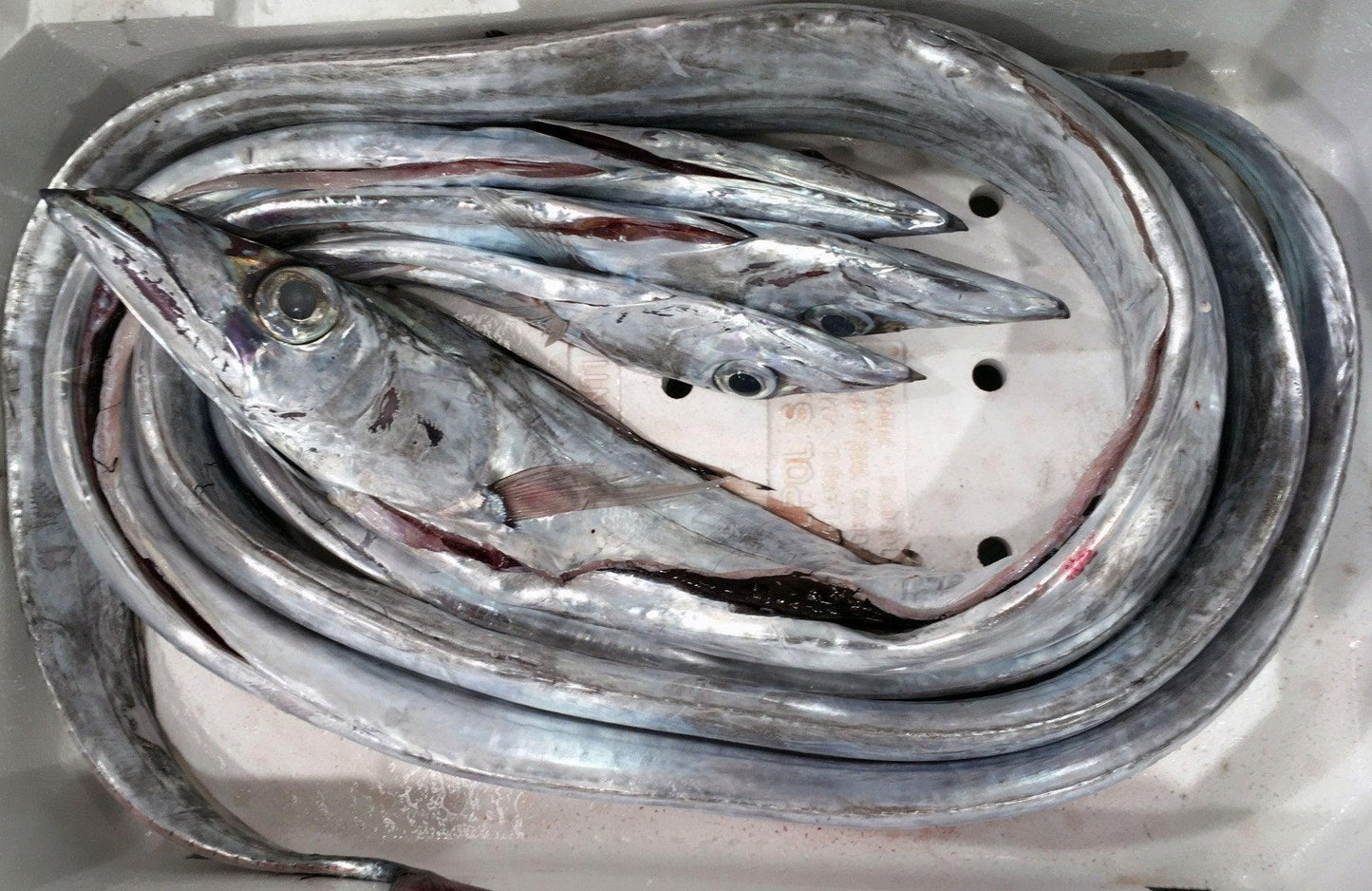 Spatola intera Italia - Pescheria Ferroni | Milano