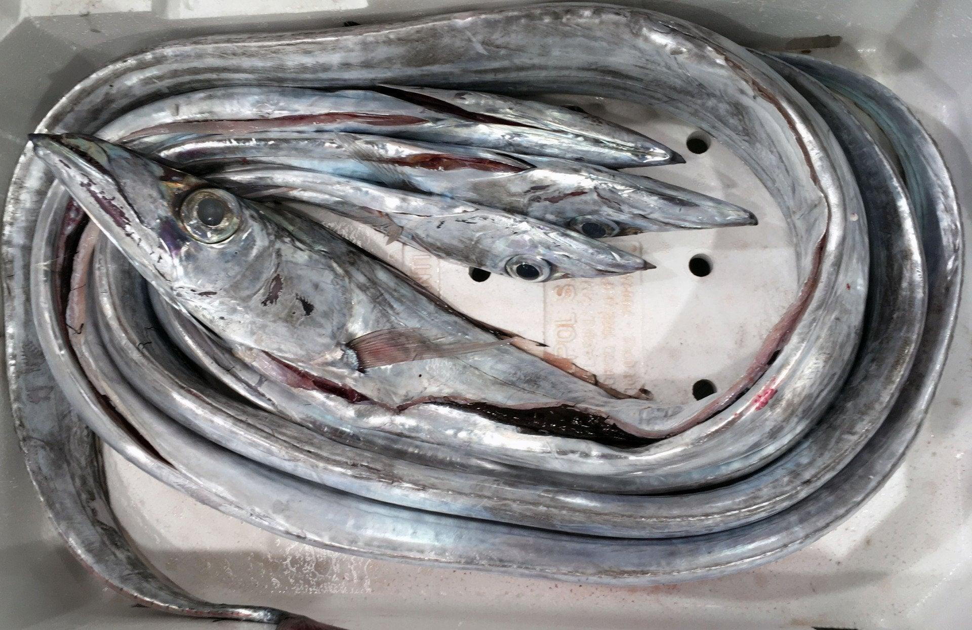 Spatola intera Italia - Pescheria Ferroni | Milano