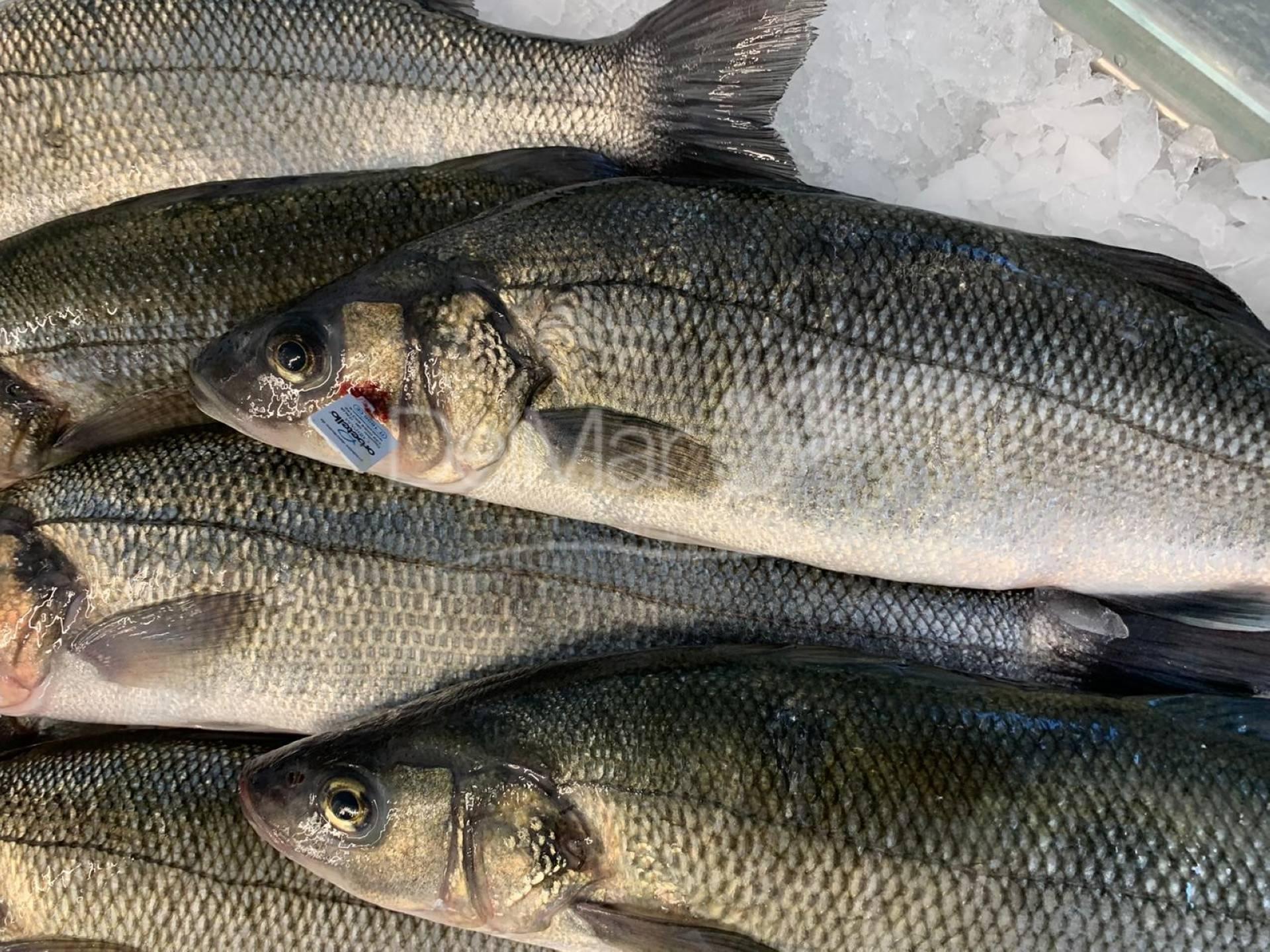 Spigola Italia - Pescheria Ferroni | Milano