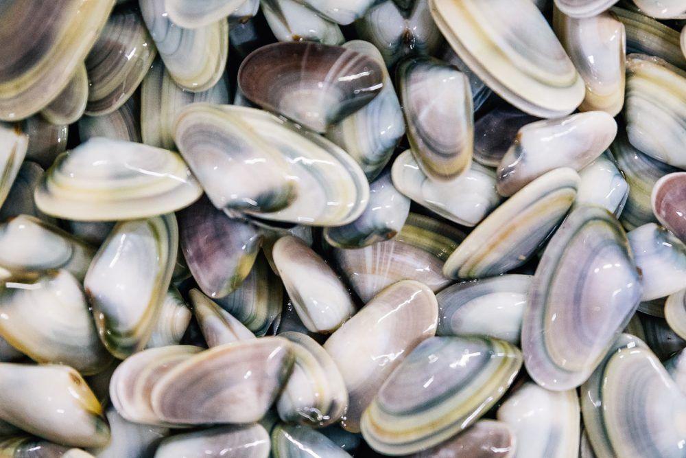 Telline pescate del mediterraneo - Pescheria Ferroni | Milano