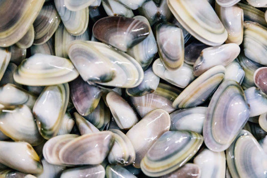 Telline pescate del mediterraneo - Pescheria Ferroni | Milano