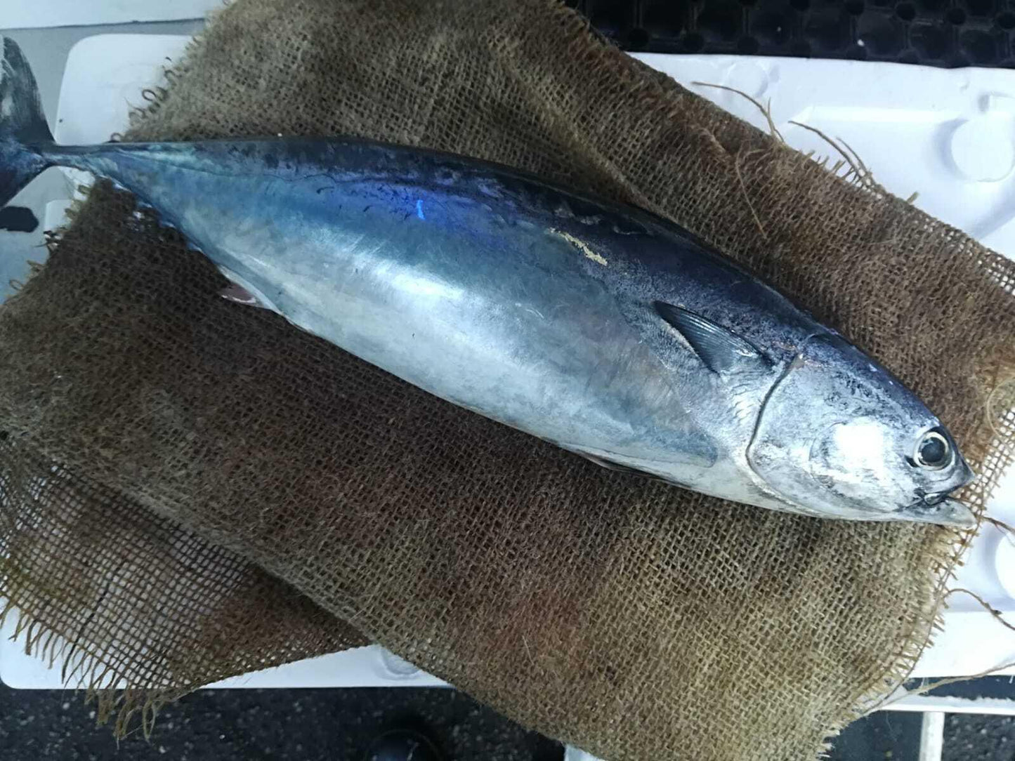 Tombarello pescato italia - Pescheria Ferroni | Milano