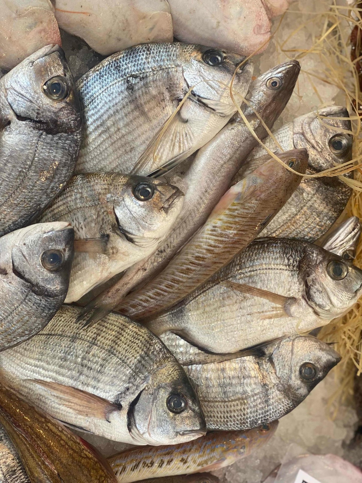 Tracina del mediterraneo - Pescheria Ferroni | Milano