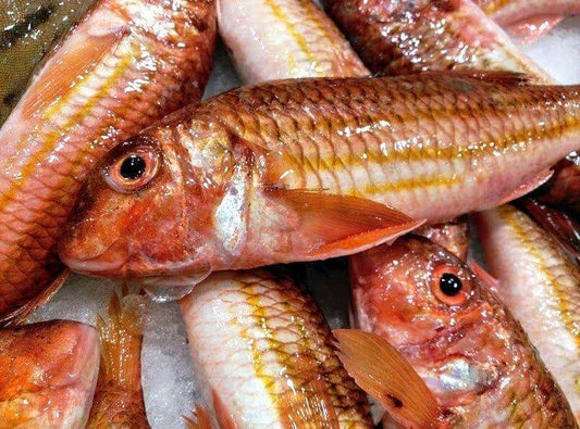 Triglie di scoglio Morsella Italia - Pescheria Ferroni | Milano