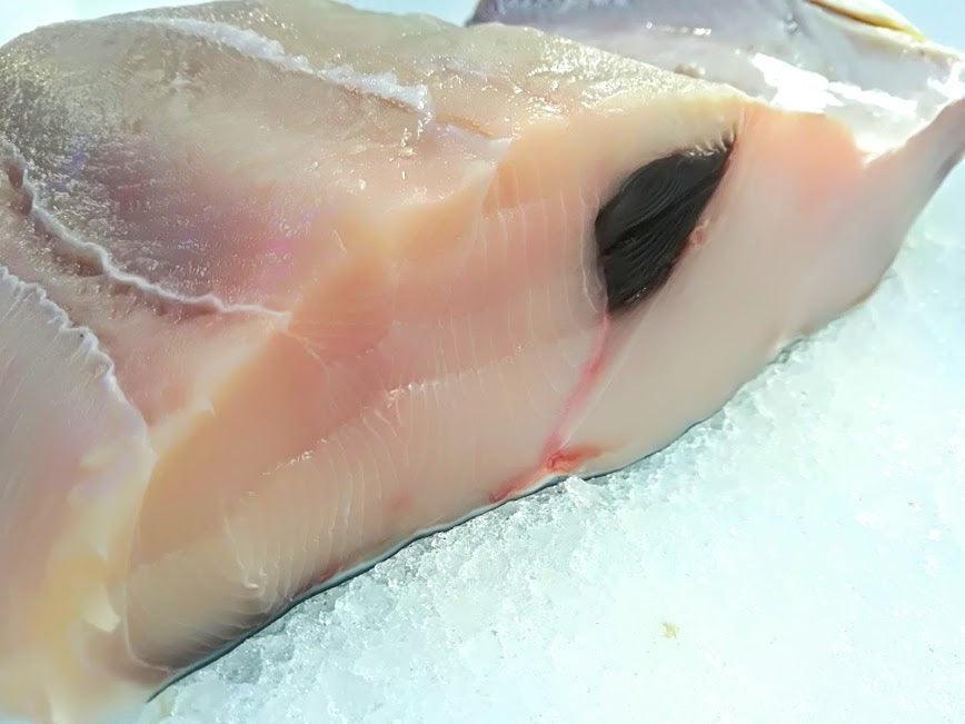 Verdesca del mediterraneo - Pescheria Ferroni | Milano