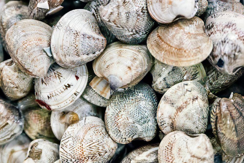 Vongole o lupini di mare grossi - Pescheria Ferroni dal 1910