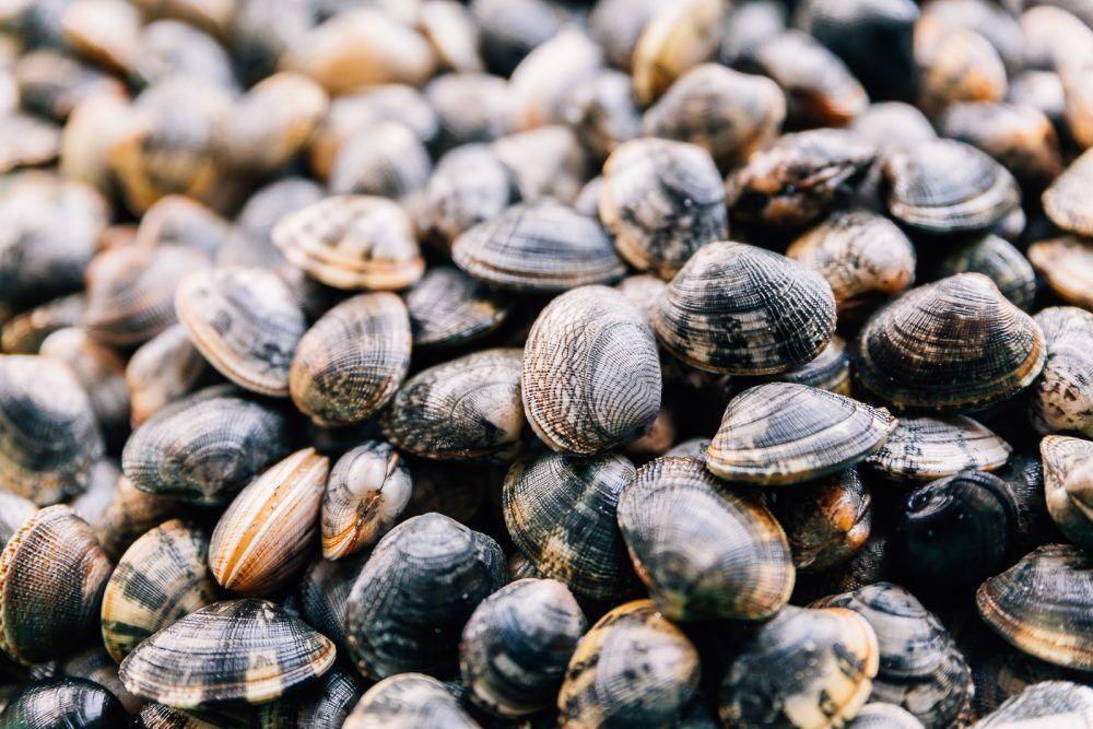 Vongole Veraci Italia - Pescheria Ferroni | Milano